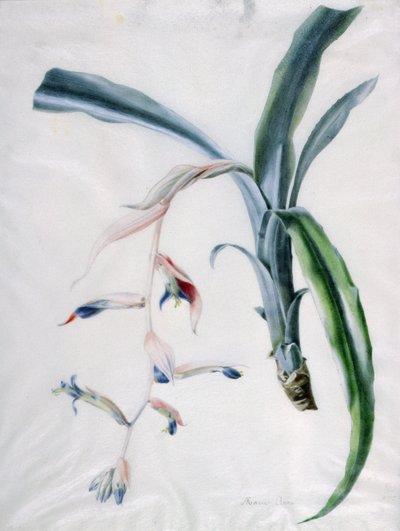 Orchidée, XVIIIe siècle - Marie Anne